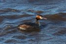 Great Crested Grebe, Sweden 12th of April 2015 Photo: Lars Birk