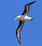 Black-browed Albatross, Germany 22nd of April 2015 Photo: Niels Behrendt