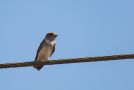 Streak-throated Swallow, India 13th of February 2015 Photo: Hans Henrik Bay