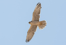 Lanner Falcon, Morocco 12th of April 2015 Photo: Allan Kjær Villesen