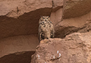 Pharaoh Eagle-Owl, Dagrast ved ynglelokalitet, Morocco 13th of April 2015 Photo: Allan Kjær Villesen