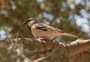 Desert Sparrow, Han i et enligtstående yngletræ ude midt i ingenting, Morocco 13th of April 2015 Photo: Allan Kjær Villesen