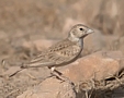 Black-crowned Sparrow-lark, female, Oman 30th of March 2015 Photo: Eva Foss Henriksen