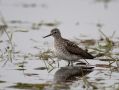 Wood Sandpiper, Sweden 9th of May 2015 Photo: Klaus Dichmann