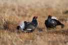 Black Grouse, Norway 26th of April 2015 Photo: Klaus Dichmann