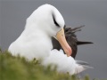 Sortbrynet Albatros, Tyskland 14. maj 2015 Foto: Hendrik Weindorf