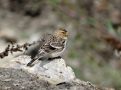 Twite, China 22nd of October 2014 Photo: Jens Thalund