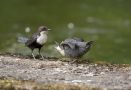 White-throated Dipper, Denmark 22nd of May 2015 Photo: Klaus Dichmann