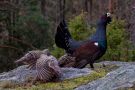 Western Capercaillie, Norway 2015 Photo: Arvid H Anthonsen