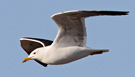 Lesser Black-backed Gull, Denmark 10th of May 2015 Photo: Hans Henrik Larsen