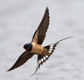 Barn Swallow, ssp. transitiva?, Denmark 16th of May 2015 Photo: Hans Henrik Larsen