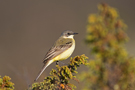 Western Yellow Wagtail, Female, ssp. thunbergi, Norway 28th of May 2015 Photo: Morten Winness