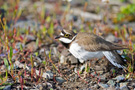 Little Ringed Plover, Male, Norway 23rd of May 2015 Photo: Morten Winness