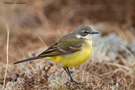 Western Yellow Wagtail, Female, Norway 28th of May 2015 Photo: Morten Winness