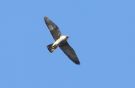 Peregrine Falcon, 2K hun med karakterer som ssp. <i>calidus</i>, Denmark 18th of April 2015 Photo: Klaus Malling Olsen
