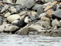 White-throated Dipper, China 26th of October 2014 Photo: Jens Thalund