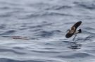 White-faced Storm Petrel, Portugal 28th of May 2015 Photo: Hendrik Weindorf