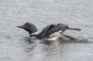 Great Northern Loon, Ved yngleplads, Iceland 29th of May 2015 Photo: Jens Paulsen