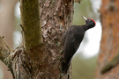 Black Woodpecker, Denmark 11th of July 2015 Photo: Claus Halkjær