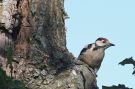 Great Spotted Woodpecker, 1k - og Eghjort han , Sweden 2nd of July 2015 Photo: Erik Biering