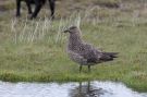 Great Skua, Iceland 7th of July 2015 Photo: Klaus Dichmann