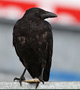 Hooded Crow x Carrion Crow, Denmark 24th of July 2015 Photo: Hans Henrik Larsen