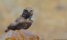 Little Owl, Greece 15th of May 2015 Photo: Morten Scheller Jensen