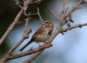 Sangspurv, Song Sparrow; Melospiza melodia ssp.atlantica, USA 4. juli 2015 Foto: Jakob Ugelvig Christiansen