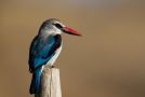 Woodland Kingfisher - (Halcyon senegalensis). Adult, Etiopien 31. december 2014 Foto: Thomas Varto Nielsen