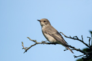 Spotted Flycatcher, Sweden 22nd of August 2015 Photo: Claus Halkjær