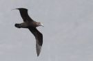 Southern Giant Petrel, Chile 19th of December 2011 Photo: Klaus Malling Olsen