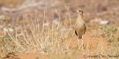 Cream-coloured Courser, Morocco 11th of May 2015 Photo: Otto Samwald