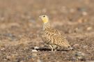 Spotted Sandgrouse, Morocco 11th of May 2015 Photo: Otto Samwald
