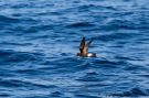 Wilson's Storm Petrel, Portugal 25th of September 2015 Photo: Otto Samwald
