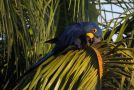 Hyacinth Macaw, Brazil 21st of March 2015 Photo: Andreas Bennetsen Boe