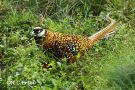 Reeves's Pheasant, China October 2015 Photo: Rainer Christian Ertel