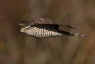 Eurasian Sparrowhawk, Ungfugl hun, Denmark 25th of October 2015 Photo: John Larsen