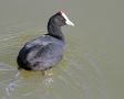 Red-knobbed Coot, Spain 12th of October 2015 Photo: Steen Egholm Engelbøl