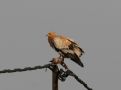 Egyptian Vulture, Spain 2nd of January 2015 Photo: Anders Østerby