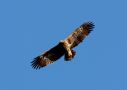 Steppe Eagle, India 7th of November 2015 Photo: Paul Patrick Cullen