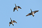 American Wigeon, USA 14th of October 2015 Photo: Helge Sørensen