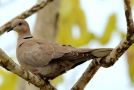 Eurasian Collared Dove, Mexico 29th of March 2015 Photo: Jakob Ugelvig Christiansen
