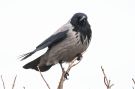 Hooded Crow, Denmark 14th of December 2015 Photo: Carl Bohn