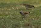 Northern Grey-headed Sparrow, Ghana 20th of December 2015 Photo: Anders Odd Wulff Nielsen
