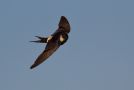 Red-rumped Swallow, Immature/non-breeding adult, Ethiopia 26th of November 2012 Photo: Thomas Varto Nielsen