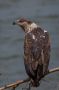 African Fish Eagle, Uganda 11th of November 2014 Photo: Henrik Friis