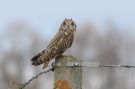 Short-eared Owl, Denmark 28th of December 2015 Photo: Keith Fox