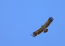 Lesser Spotted Eagle, 2K/2cy, Denmark 26th of May 2014 Photo: Lars Grøn