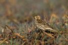 Red-throated Pipit, 1K - First winter, Ethiopia 7th of December 2012 Photo: Thomas Varto Nielsen