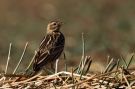 Red-throated Pipit, Adult i 